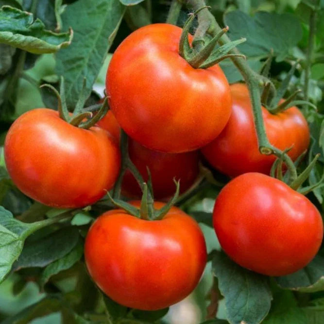 Tomato Seeds - 60 Count Wisconsin 55 Heirloom Indeterminate Non-GMO Solanum lycopersicum