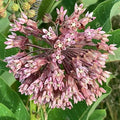 Common Milkweed Seeds 30+ | Perennial Wildflower | Asclepias Syriaca | Attracts Monarchs & Pollinators