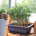 Willow Bonsai Tree Forest Kit – 15 Salix spp. Miniature Trees in 8-Inch Pot with Tray & Soil for Indoor Outdoor Gardening