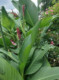 Canna Lily Bulbs 2 Pack - Red Flowers, Tall Growth, Green Foliage - Canna indica