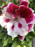 Geranium Live Plant 6-Inch Pelargonium spp. White and Purple Flowers for Indoor Outdoor Garden