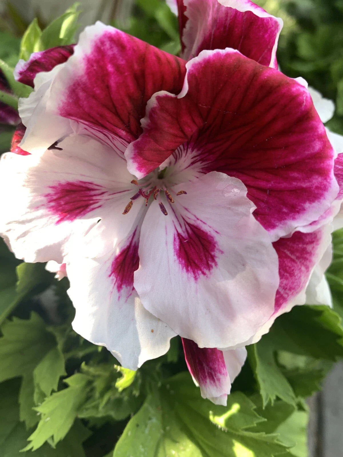 Geranium Live Plant 6-Inch Pelargonium spp. White and Purple Flowers for Indoor Outdoor Garden