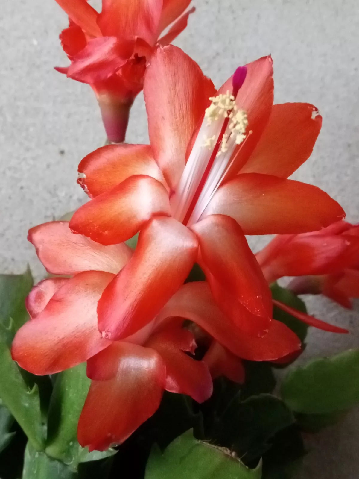 Thanksgiving Cactus Leaf Cuttings 5 Pack Orange Schlumbergera zygocactus Indoor Houseplant Gift