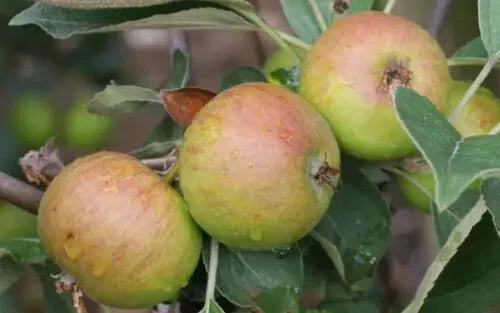 Stoke Red Apple Seeds - 25+ Pack, Heirloom Malus domestica, Fruit Tree Seeds for Garden Planting, Non-GMO, USA Seller