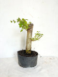 Parrot's Beak Plant - Gmelina philippensis Pre-Bonsai with Fat Trunk Indoor Bonsai
