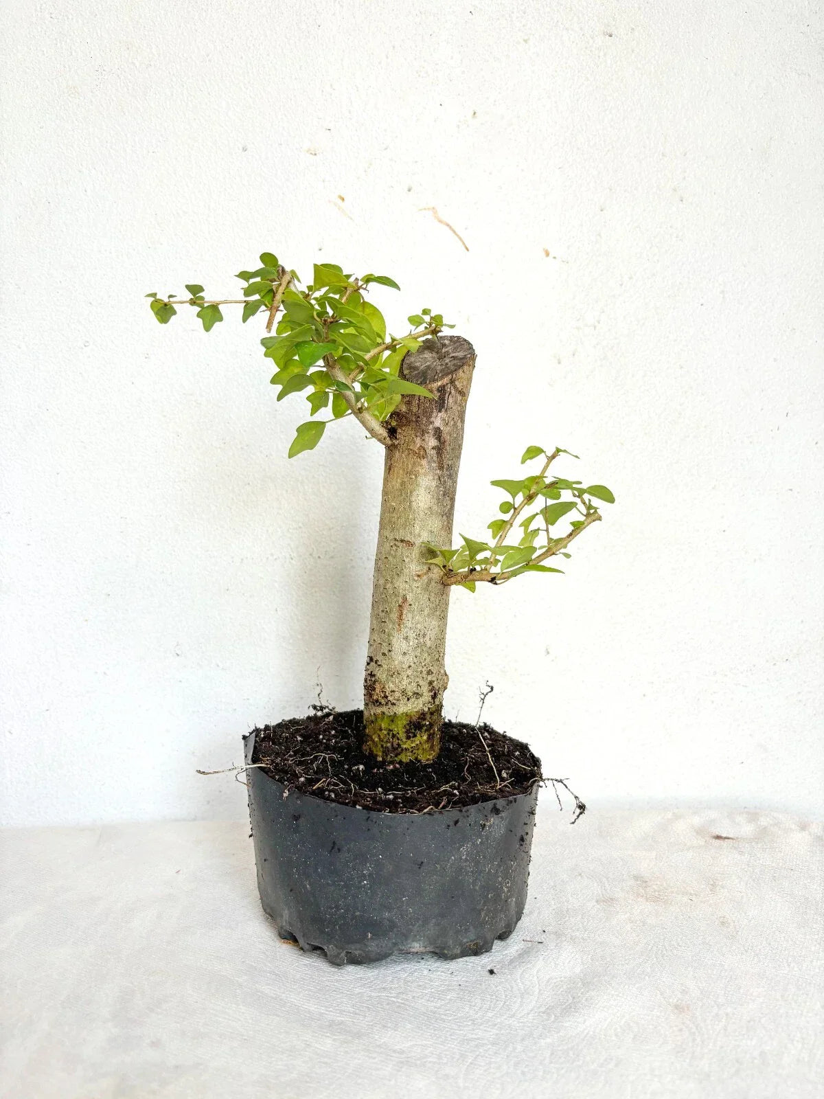 Parrot's Beak Plant - Gmelina philippensis Pre-Bonsai with Fat Trunk Indoor Bonsai