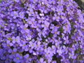 Rockcress Purple Flower Perennial Seeds - Aubrieta deltoidea, Easy to Grow, Non-GMO, Ground Cover, Pollinator Attracting, 385 Seeds