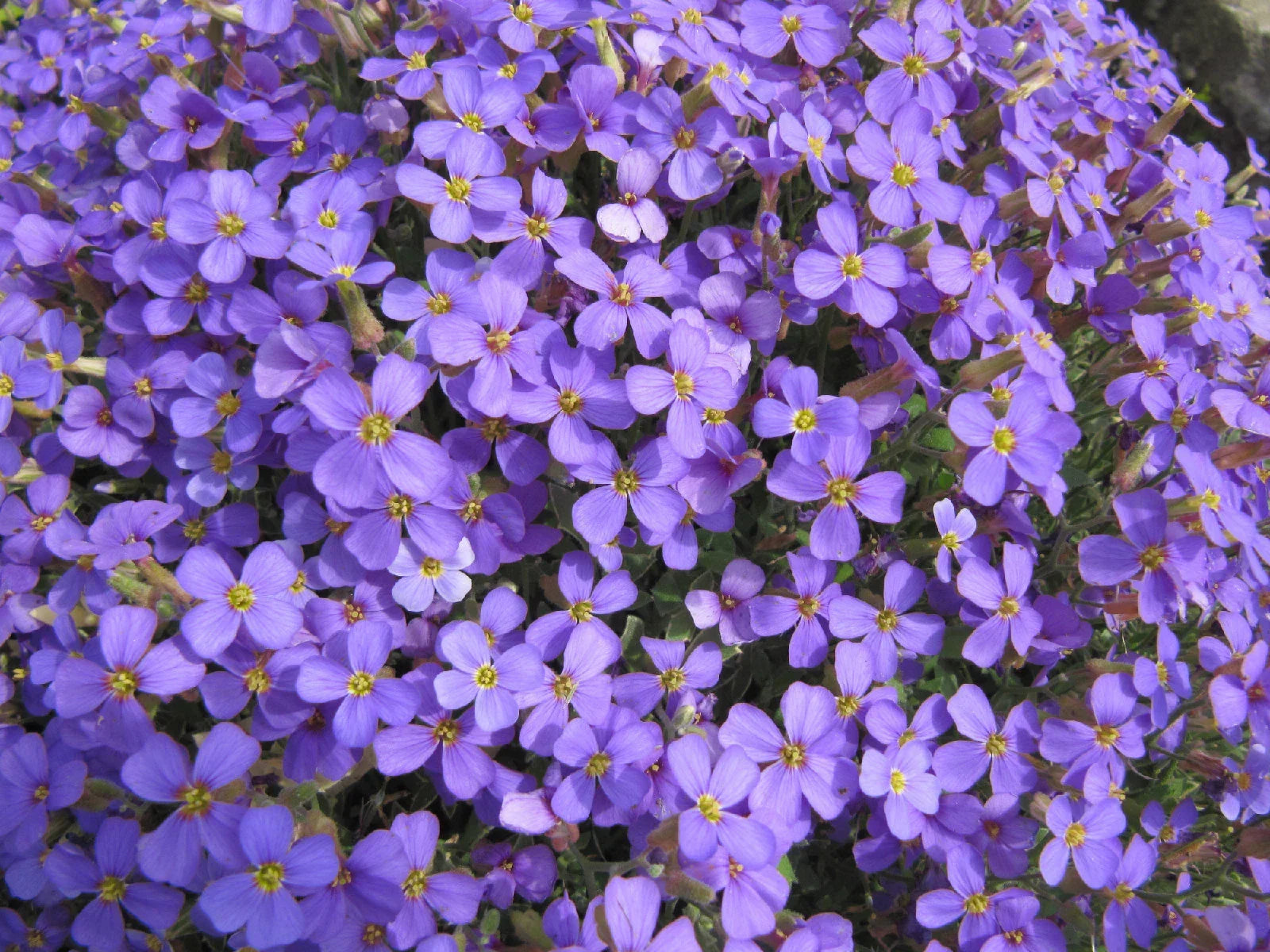 Rockcress Purple Flower Perennial Seeds - Aubrieta deltoidea, Easy to Grow, Non-GMO, Ground Cover, Pollinator Attracting, 385 Seeds