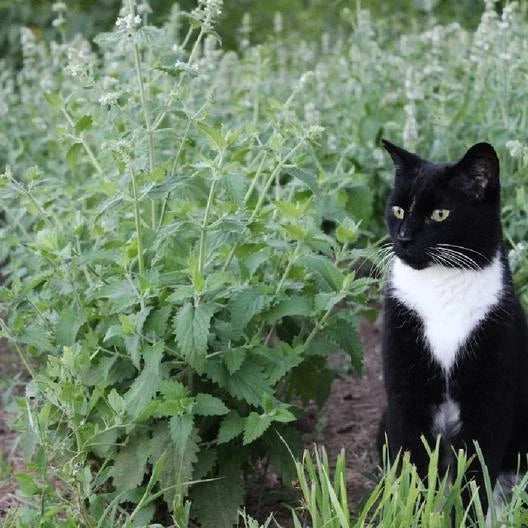 Catnip Seeds - 500 Non-GMO Perennial Herb for Cats - Nepeta cataria - Easy to Grow Garden Plant