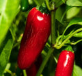 Jumbo Jalapeño Pepper Seeds - Red Variety, Capsicum annuum, Large Stuffer Peppers, 30+ Seeds for Home Garden & Cooking