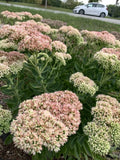 Sedum Autumn Joy Bare Root Plant - Pink Flowers, Attracts Bees, Sedum Telephium, Drought Tolerant, Low Maintenance