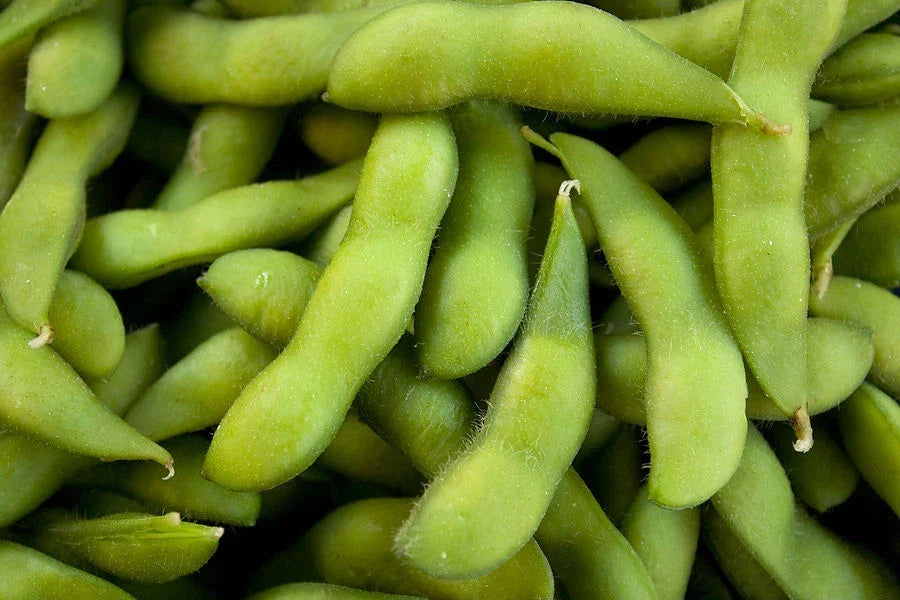 Be-Sweet 292 Edible Soybean Seeds - Organic Glycine max Non-GMO Fresh Seeds for Home Garden & Cooking