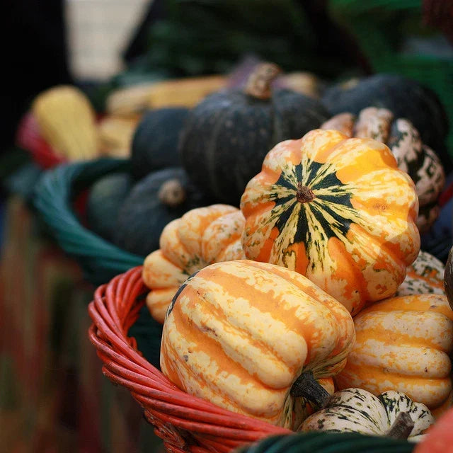 Festival Winter Squash Seeds - Cucurbita pepo, Vining, Open-Pollinated, Non-GMO, for Fall Harvest, 20 Seeds