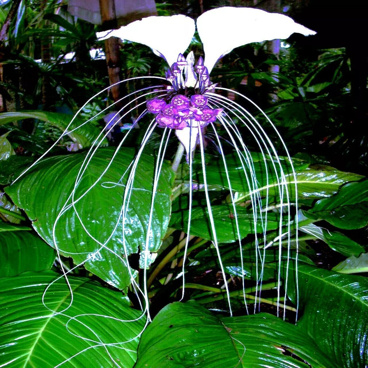 White Bat Orchid Seeds - 10 Pack, Exotic Tropical Houseplant, Tacca Integrifolia, Indoor Gardening, Unique White Flowers