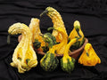 Autumn Jumbo Gourd Seeds - Fall Decor & Crafts - Cucurbita pepo - Large, Vibrant, Oversized Gourds for Gardening
