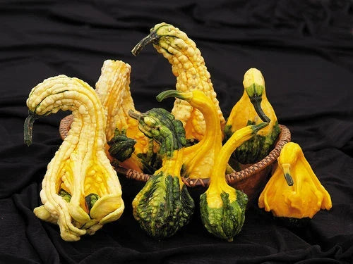 Autumn Jumbo Gourd Seeds - Fall Decor & Crafts - Cucurbita pepo - Large, Vibrant, Oversized Gourds for Gardening