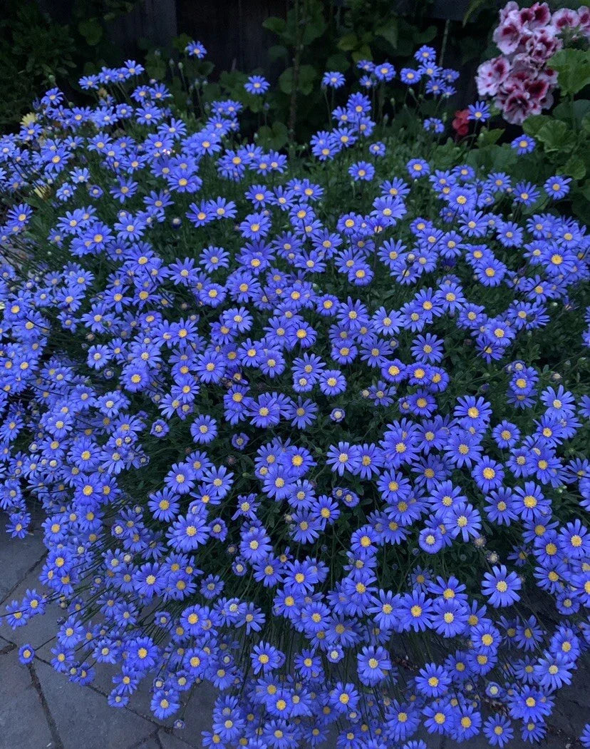 Blue Daisy Plant in 3 Inch Pot, Felicia amelloides, Perennial with Blue Flowers, Compact, Well-Rooted Starter Plant