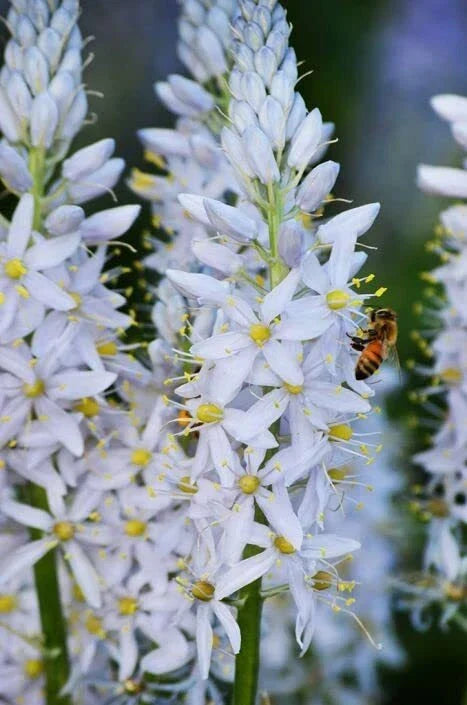 Wild Hyacinth Seeds 50 Pack - Blue Flowering Camassia scilloides Native Perennial Bulbs for Garden Planting