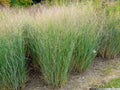 Switchgrass Ornamental Seeds - 25 Count Packet - Panicum virgatum Native Grass for Landscaping & Erosion Control