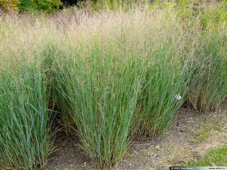 Switchgrass Ornamental Seeds - 25 Count Packet - Panicum virgatum Native Grass for Landscaping & Erosion Control