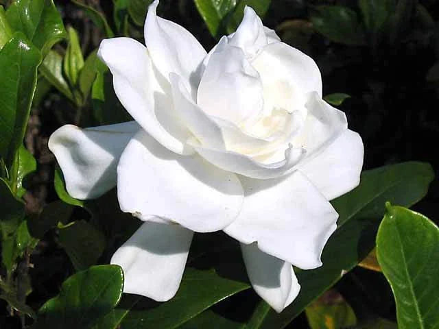 Heirloom Gardenia Bush 1.5-2ft, White Fragrant Flowers, Gardenia Jasminoides, Live Bare Root Plant for Garden, Landscape