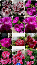 Live Geranium Plants Set of 3, Perennial Pelargonium spp., 8-Inch Tall, Garden Border, Container, Flowering, Easy Care