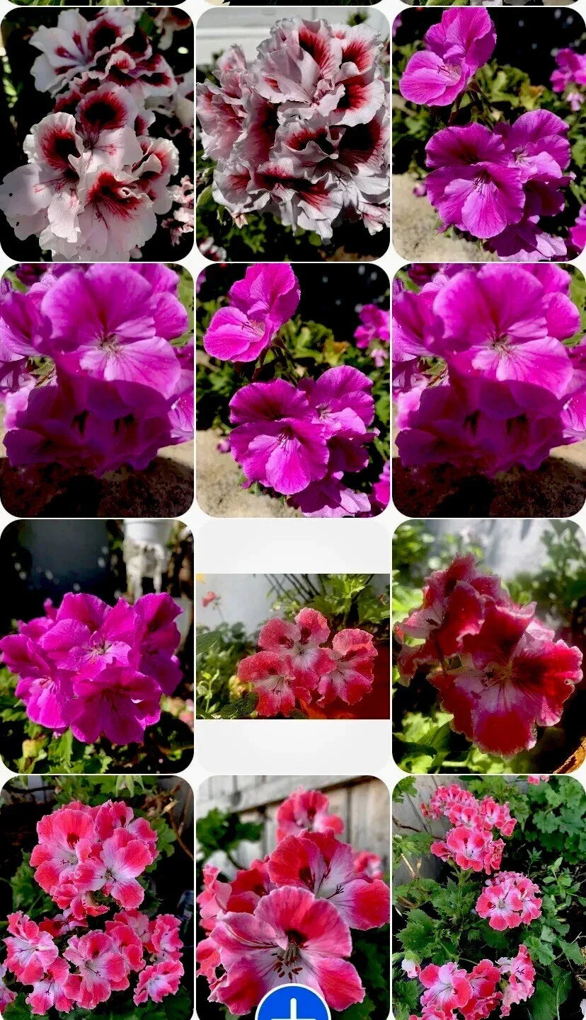 Live Geranium Plants Set of 3, Perennial Pelargonium spp., 8-Inch Tall, Garden Border, Container, Flowering, Easy Care