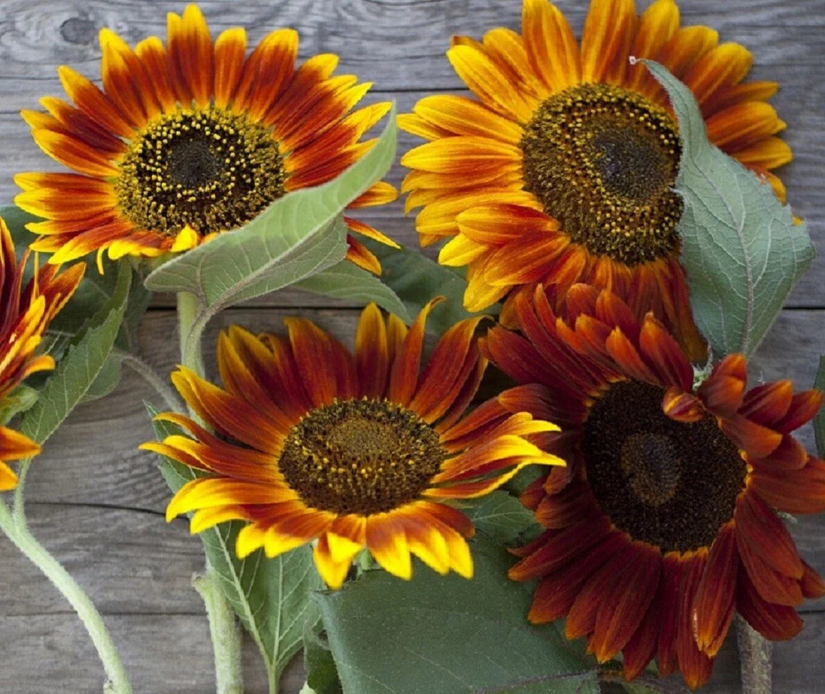 Sunflower Seeds - Autumn Beauty Heirloom Variety, Multi-Colored Blooms, Helianthus annuus, Attracts Pollinators, Easy to Grow