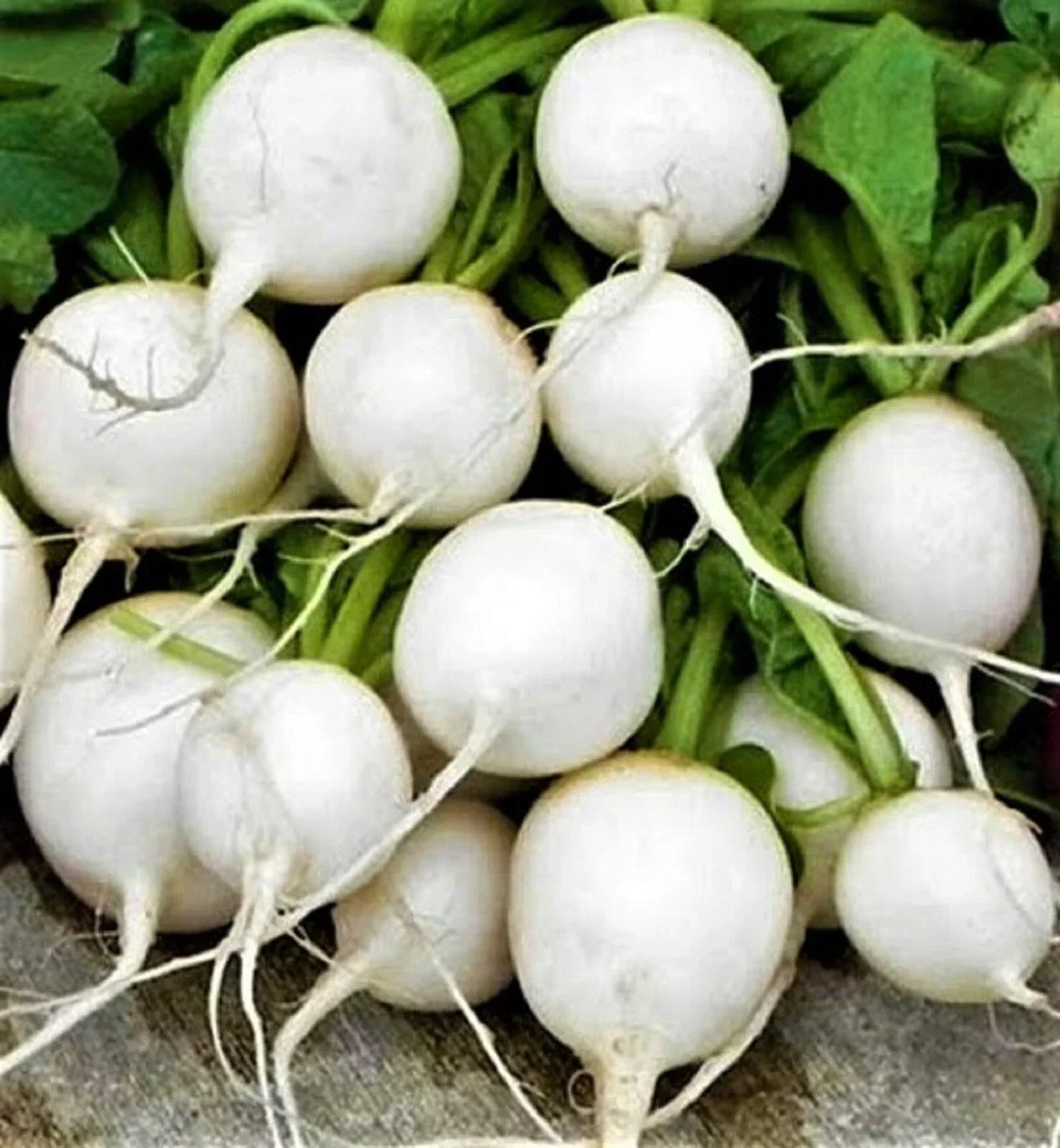 Hailstone Radish Seeds, Non-GMO, 200+ Seeds, Raphanus sativus, Fast-Growing Vegetable Garden Seeds for Salad and Garnishes