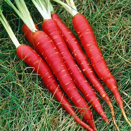 Atomic Red Carrot Seeds - Heirloom Non-GMO Vegetable Seeds for Home Garden, Daucus carota, Vibrant Red Color, Easy to Grow