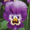 Viola Seeds 50 Pack Endurio Pink Purple Shades – Colorful Flowering Plants for Garden & Container Gardening