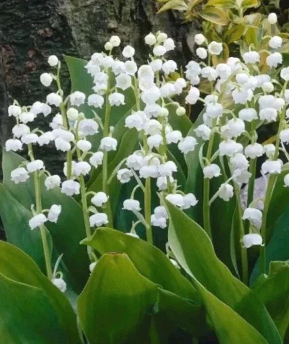 Live Lily of the Valley Pips - Fragrant Convallaria Majalis Rooted Plants Collection