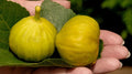 Smith Fig Seeds - 100+ Non-GMO Ficus carica 'Smith' for Garden Planting, Fruit Trees, Backyard Orchard