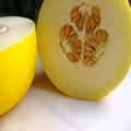 Organic Golden Yellow Musk Melon Seeds – Corral Honey Dew, Heirloom Cucumis melo, Vining, Juicy, Sweet, Full Sun, Non-GMO