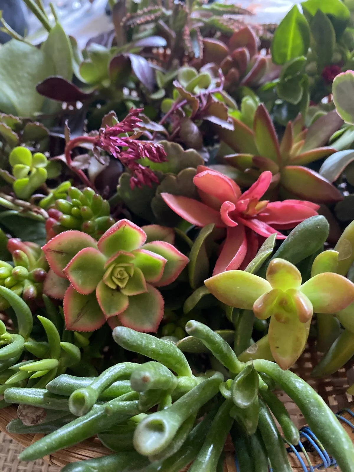 Fresh Succulent Cuttings Assortment of 5 Unique Varieties with Bonus Free Cutting - Indoor & Outdoor Plants, Easy Care, Propagation