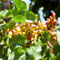 Pistachio Nut Tree Seeds – Edible Garden Plant – Pistacia vera – Hardy Zone 7 – Grow Your Own Nuts