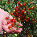 Sweet Pea Currant Tomato Seeds – Tiny, Rare Variety, Lycopersicon pimpinellifolium, 30 Seeds for Container Gardening & Small Spaces