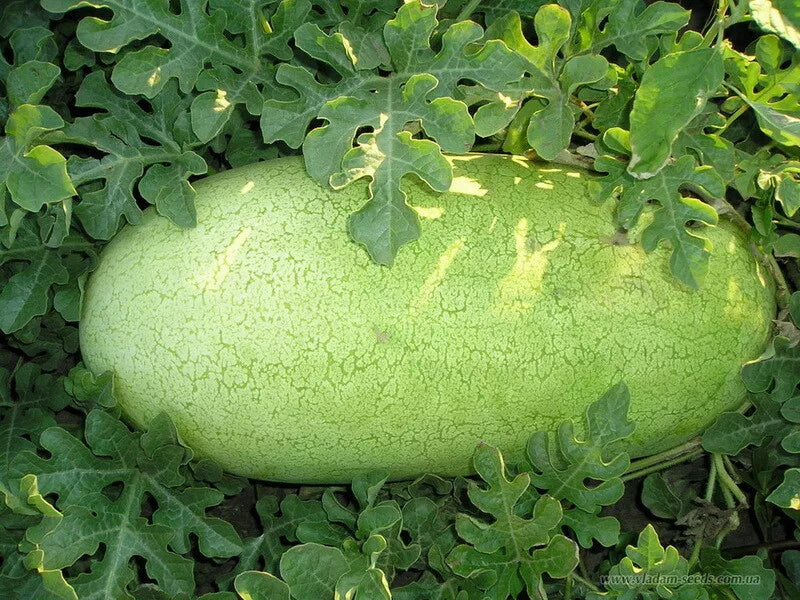Watermelon Seeds Pack of 20 Charleston Grey Citrullus lanatus Non-GMO for Home Garden, Juicy Fruit, Summer Crop