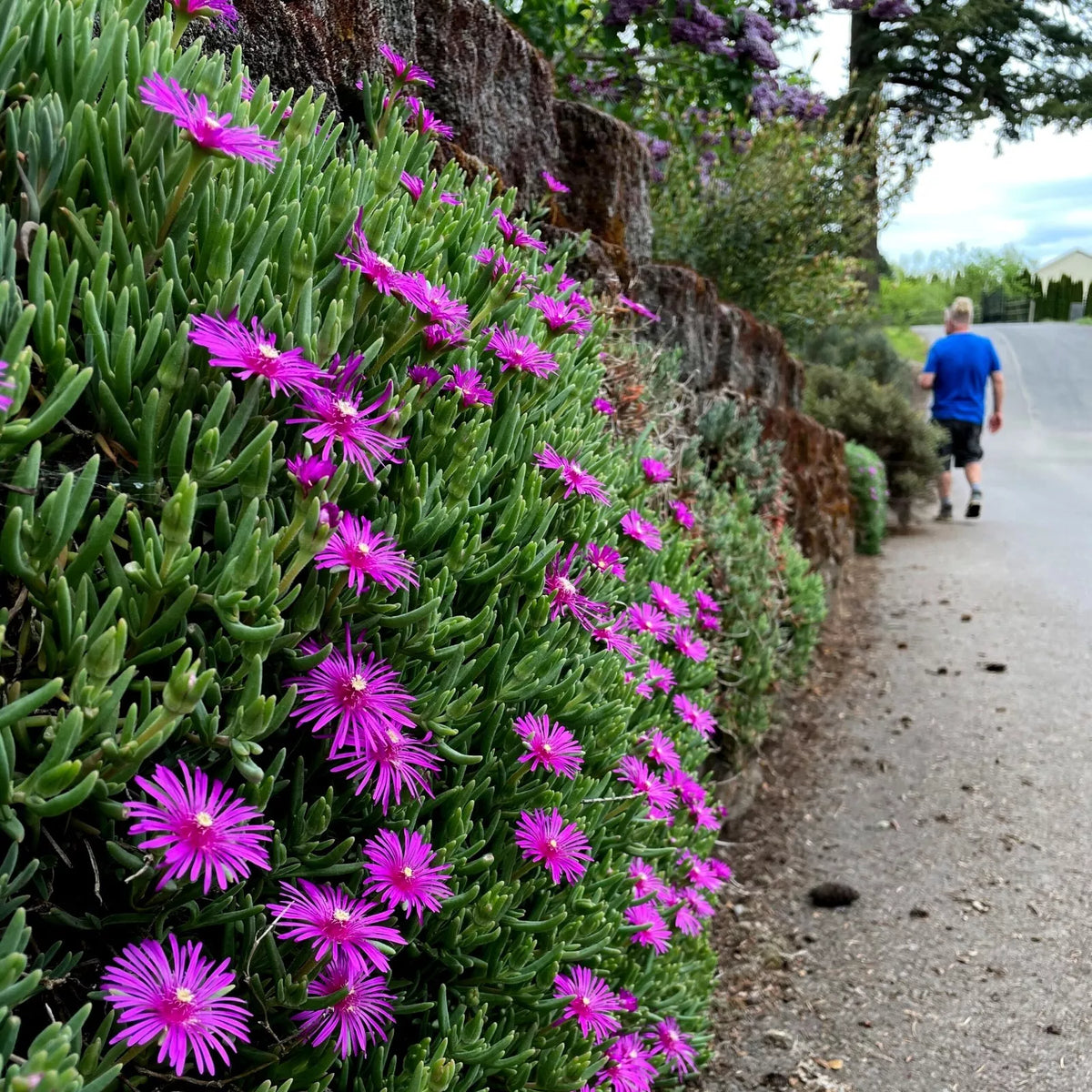 20 Ice Plant Seeds Delosperma Cooperi Hardy Ground Cover with Daisy Flowers for Gardens, Rock Gardens, Borders