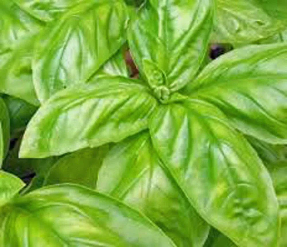 Heirloom Italian Large Leaf Basil Seeds – Non-GMO Culinary Herb for Pesto & Salads, Ocimum basilicum, 100 Seeds