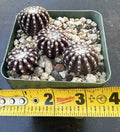 Discocactus Horstii Rare Cactus Plant - Seed-Grown, Healthy, Own Roots, Globular Shape, Unique Succulent