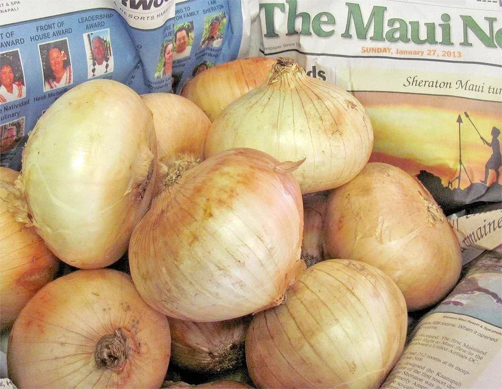 Organic Maui Sweet Onion Seeds - Short Day Variety for Spring & Fall, Allium cepa, Vegetable Seeds, Non-GMO, Bulb-Forming