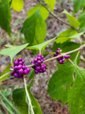 French Mulberry Purple Beauty Berry Bush Cuttings – Callicarpa americana, 12 Pack, Easy Propagation, Vibrant Purple Berries