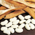 Navy Bean Seeds for Planting | Phaseolus vulgaris | Great White Northern Beans | Vegetable Seeds 2025