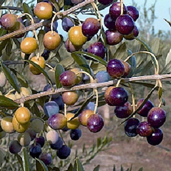 Olive Tree Starter Plant 4-6 Inches Tall Well-Rooted Olea europaea Garden or Patio Plant