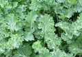 Organic Heirloom Kale Seeds - Siberian Dwarf Brassica oleracea, Compact, Non-GMO, Cold & Hot Climate Suitable, Pack of 100