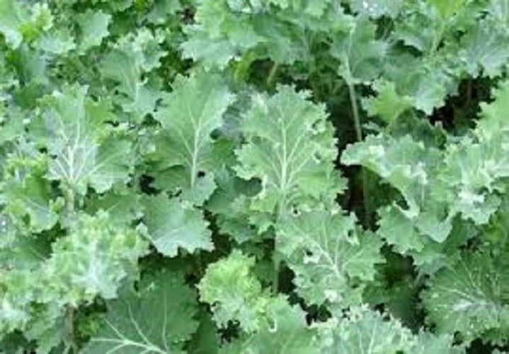 Organic Heirloom Kale Seeds - Siberian Dwarf Brassica oleracea, Compact, Non-GMO, Cold & Hot Climate Suitable, Pack of 100