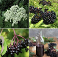 Organic Elderberry Seeds 25 Pack Sambucus nigra for Immunity, Fruit Syrup, DIY Garden, Non-GMO, Perennial Shrub