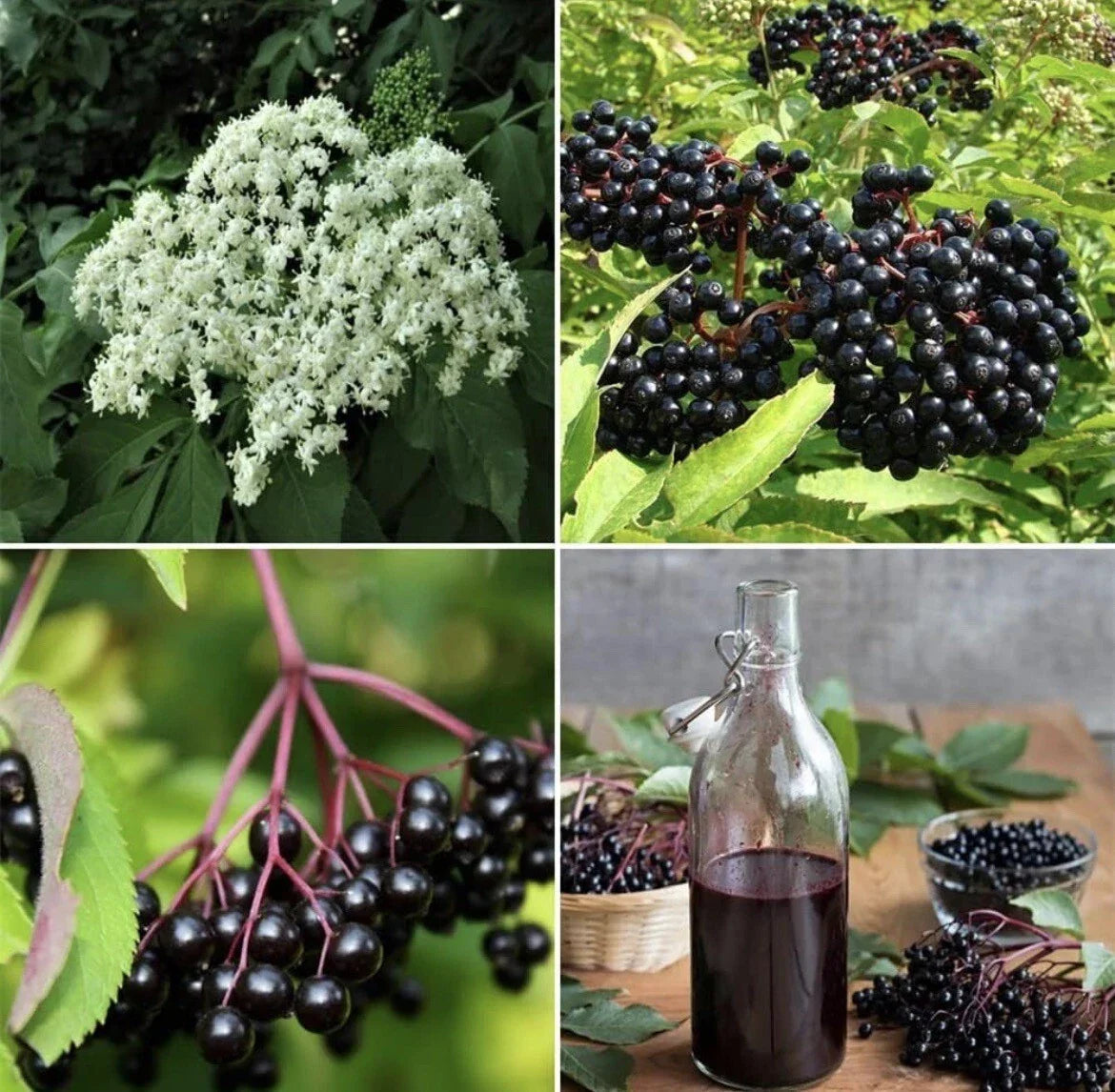 Organic Elderberry Seeds 25 Pack Sambucus nigra for Immunity, Fruit Syrup, DIY Garden, Non-GMO, Perennial Shrub