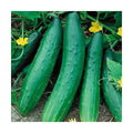 Cucumber Seeds - Garden Sweet Burpless Variety - Heirloom Cucumis sativus for Home Garden, Salad, and Container Growing